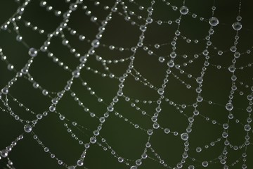 the spider web (cobweb) closeup background.