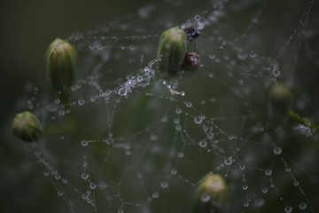 The spider web (cobweb) closeup background.