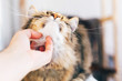 Owner hand caressing cute cat on table. Maine coon with funny emotions relaxing indoors. Person petting cat, sweet moment.  Adorable furry friend, adoption concept. Pleasure