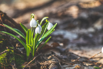 Wall Mural - white blooming snowdrop folded or galanthus plicatus