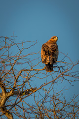 eagle in tree