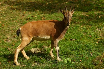 Wall Mural - wild mountain goat.artvin/savsat 