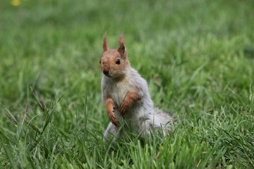 Wall Mural - a squirrel eats walnuts in the garden.artvin 