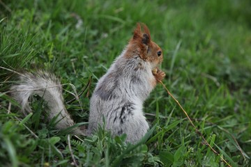 Wall Mural - a squirrel eats walnuts in the garden.artvin 