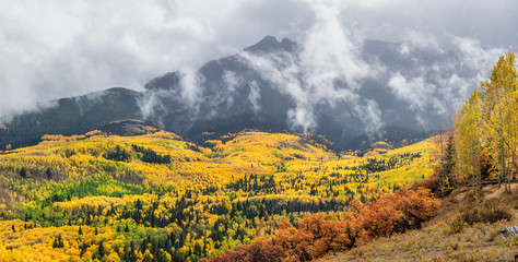 Wall Mural - Autumn Aspen along Ridgway Colorado County Road 5 