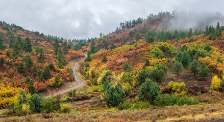 Wall Mural - Autumn Aspen along Ridgway Colorado County Road 5