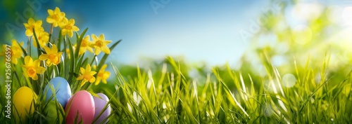 Easter eggs and daffodil flower on the meadow
