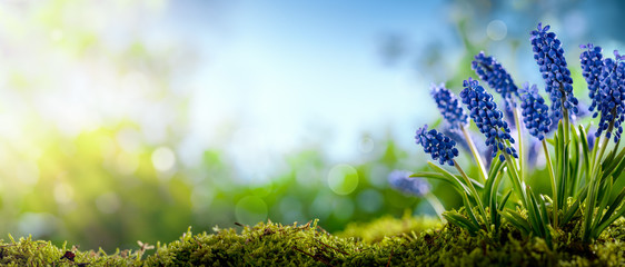 Canvas Print - Grape hyacinth