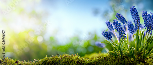 Grape hyacinth