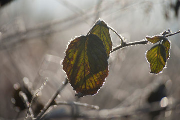 frozen leaves in winter