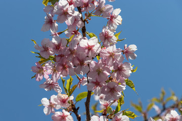 Wall Mural - 新川千本河津桜　千葉県八千代市米本