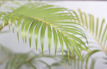 Wall Mural - green tropical palm leaf with shadow on white wall