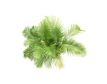 Top View Palm Leaves Tree Isolated On White Background