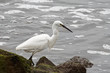 A Little Egret Wading by the Coast
