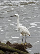 A Little Egret Standing Tall