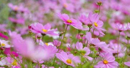 Wall Mural - Purple cosmos flower meadow