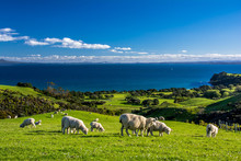 Shakespeare Regional Park New Zealand Sheeps