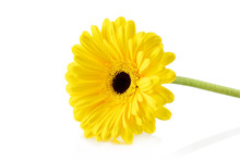 Beautiful Flower On A White Background. Yellow Gerber Isolated On White Background.