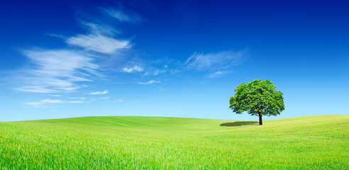 Wall Mural - panoramic idyllic view, lonely tree on green field