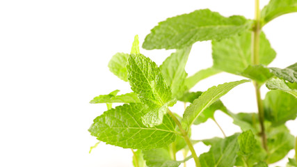 Poster - green mint leaf on white background