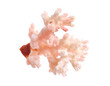 Piece of pink Coral isolated on white background. Full dept of field