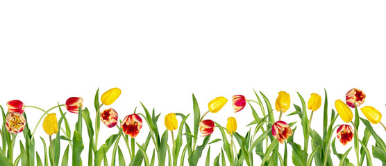 Wall Mural - Beautiful red and yellow tulips on long stems with green leaves arranged in seamless row. Isolated on white background. Bright spring flowers