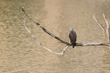 Grey-headed fish eagle