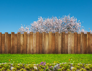 Wall Mural - a spring bloom tree in backyard and wooden garden fence