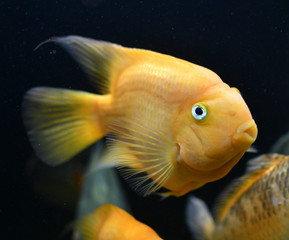 Wall Mural - Yellow parrot aquarium fish