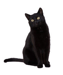  black cat on a white background