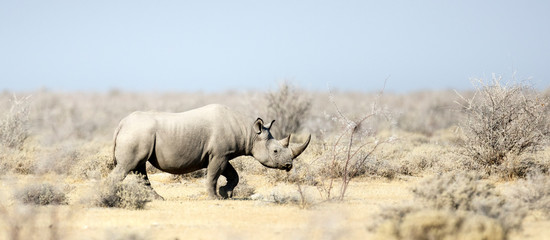 rhino in etosha national park.