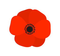 Wall Mural - red poppy flower.