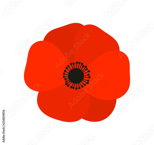 Fototapeta Red poppy flower.