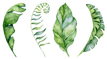 Watercolor Monstera Leaves Set. Tropical Plant Illustration