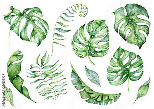 Fototapeta na szkło Zestaw akwarela monstera pozostawia. Ilustracja roślin tropikalnych