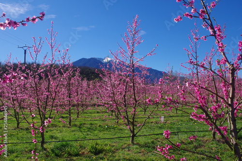 Arbres Fruitiers Pêcher En Fleur Rose Au Printemps Et