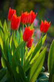 Fototapeta Tulipany - Red tulips grow in the garden. Beautiful spring flowers under the sunshine