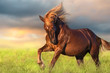 Red horse with long blond mane in motion against dawn