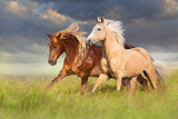 Red and palomino horse with long blond mane in motion on field