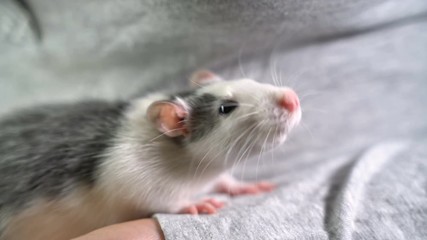 Wall Mural - rat in the hand