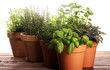 © beats_ - Homegrown and aromatic herbs in old clay pots on rustic background