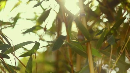 Wall Mural - Bamboo. Bamboos Forest. Growing bamboo in Japanese garden swaying on wind. Garden design. Sun light. Slow motion 120 fps, 4K UHD video 3840x2160