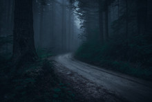 Road In The Forest