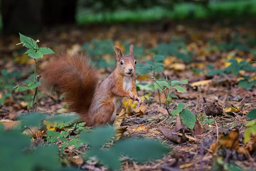 Wall Mural - Red squirrel