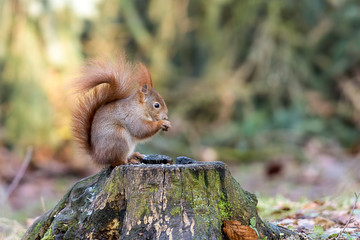 Wall Mural - Red squirrel