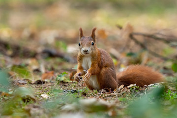 Wall Mural - Red squirrel