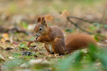 Wall Mural - Red squirrel