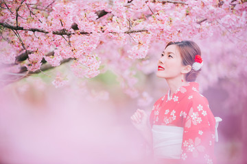 Wall Mural - Asian woman wearing kimono with cherry blossoms,sakura in Japan.