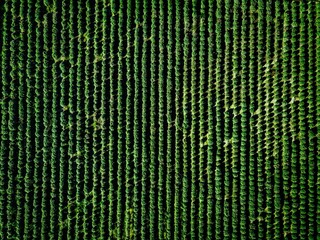 Aerial view of farmland and rows of crops.