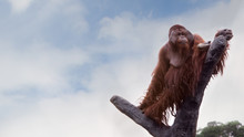 A Bornean Orangutan, Pongo Pygmaeus, Climbed Up To The Top Of The Tree With Blue Sky